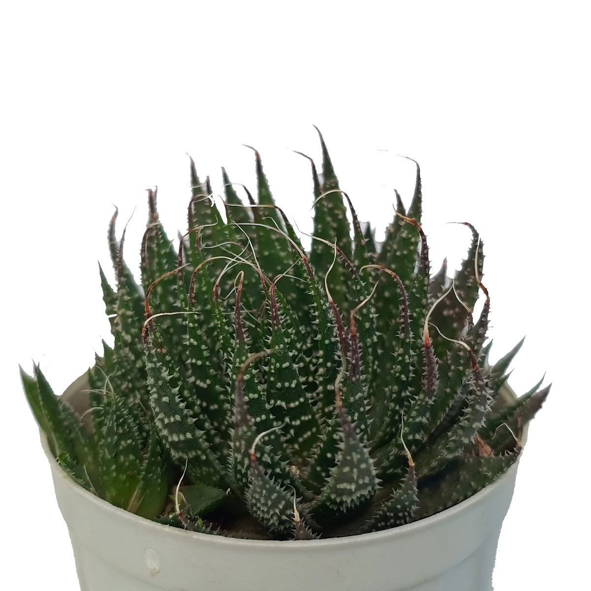 Snake Rattle Tale Buy Rattlesnake Tale Plant Online – Secculent