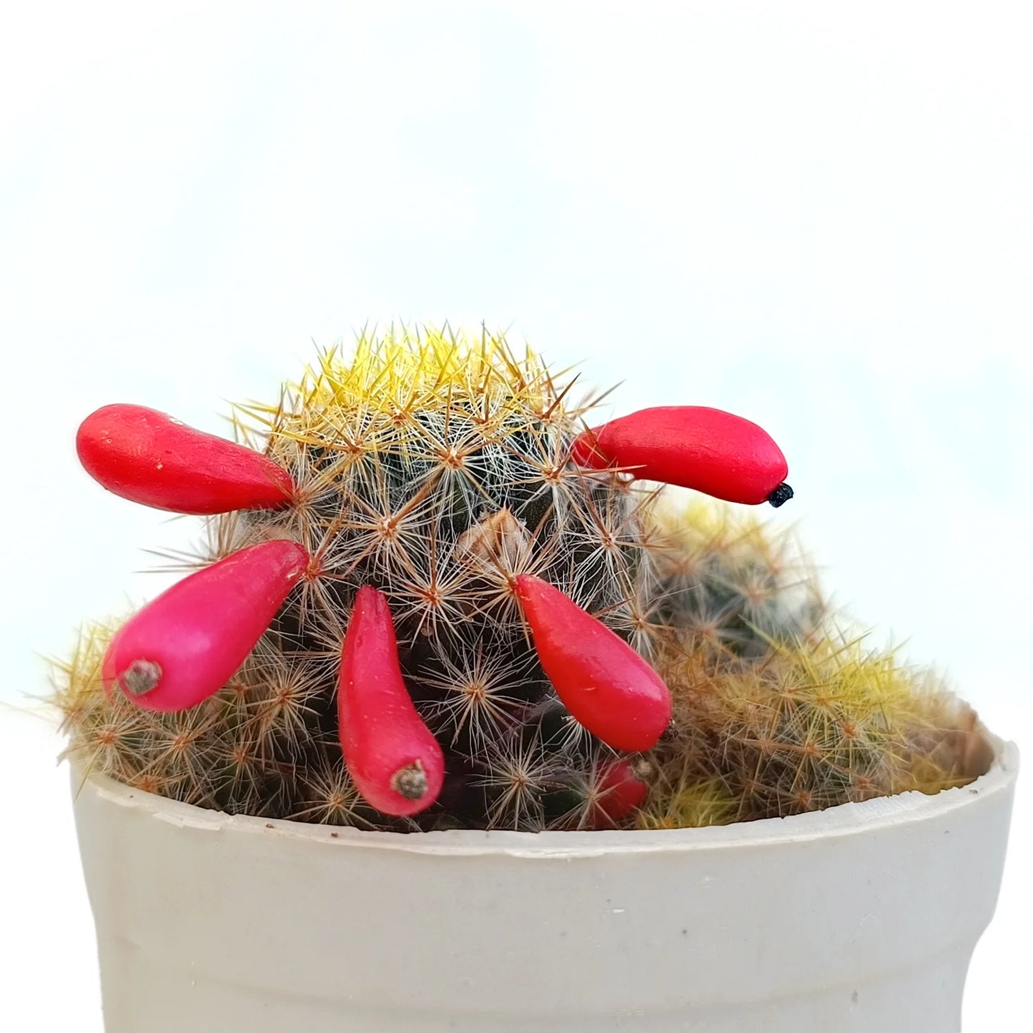 Mammillaria Brown Red Pearl Cactus (Bare Rooted)