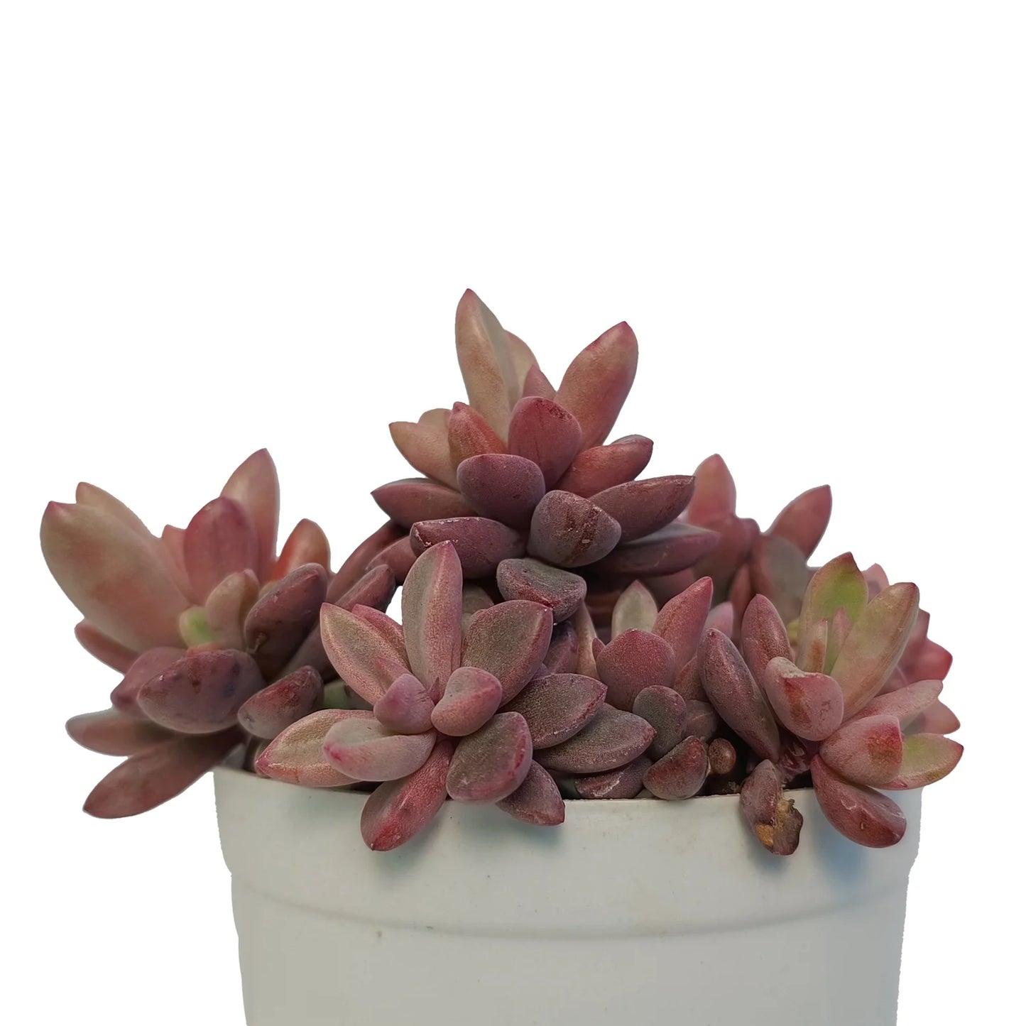 Red Shaded Sedum (Bare Rooted)