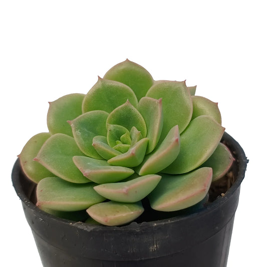 Sedeveria Green (Bare Rooted)