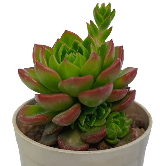 Sedeveria Letizia (Bare Rooted)