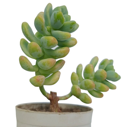 Sedum Allantoides (Bare Rooted)