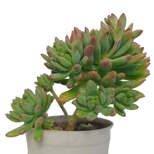 Sedum Pachyphyllum (Bare Rooted)