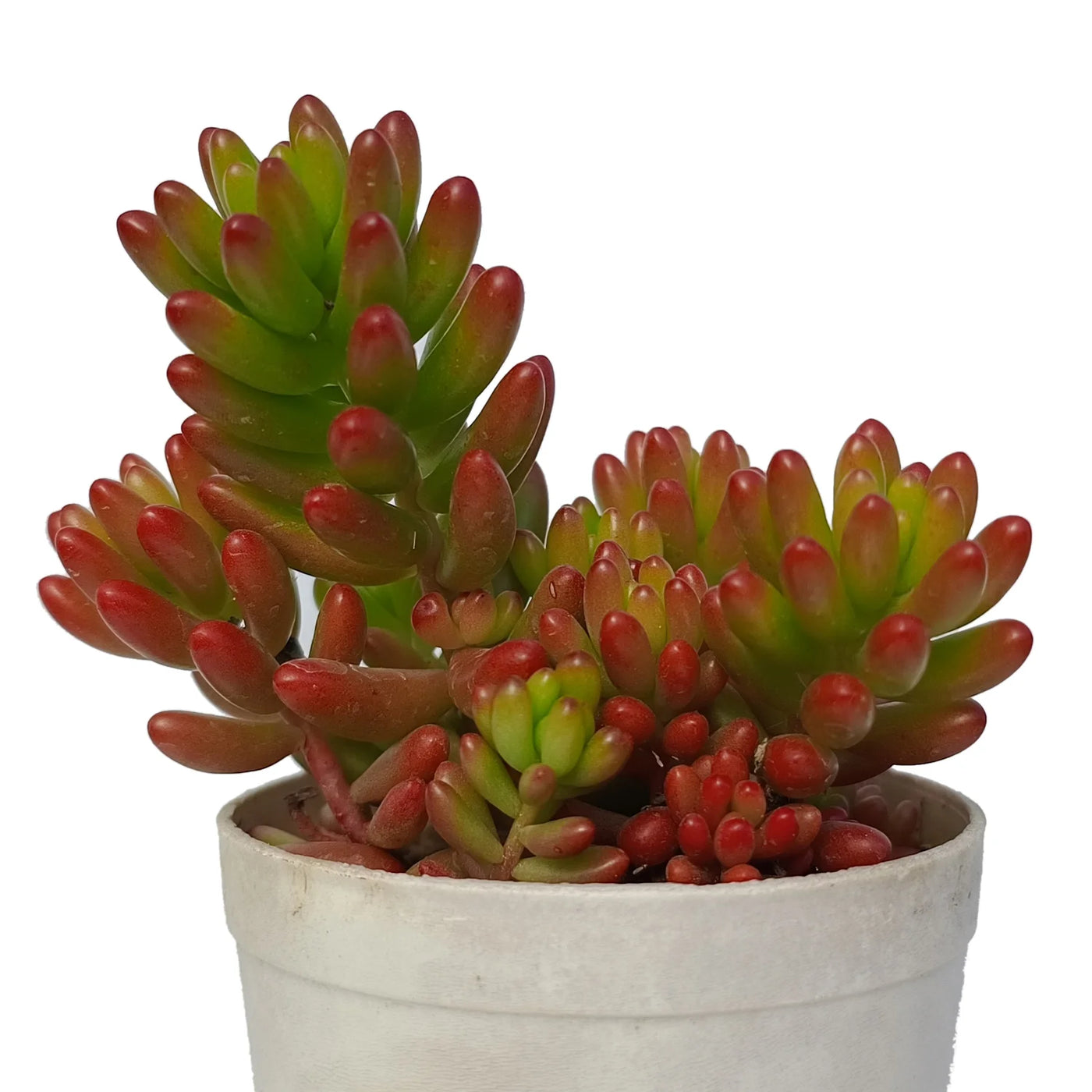 pork and bean succulent Sedum Rubrotinctum “Pork and Beans” ( Bare Rooted) – Secculent
