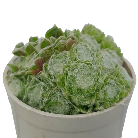 Cobweb Houseleek (Bare Rooted)