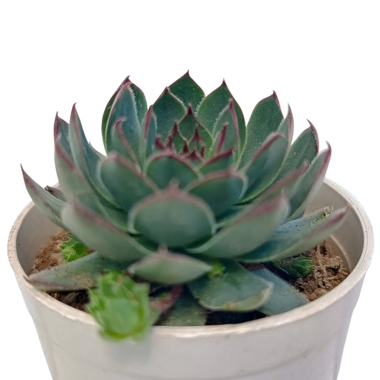 Sempervivum Calcareum Verigate- Laxmi Kamal (Bare Rooted)