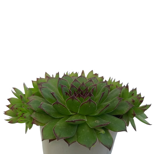 Sempervivum Calcareum - Laxmi Kamal (Bare Rooted)