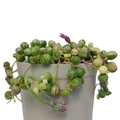 Variegated - String Of Pearls (Bare Rooted)