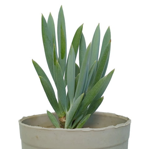 Blue Straight Chalksticks (Bare Rooted)