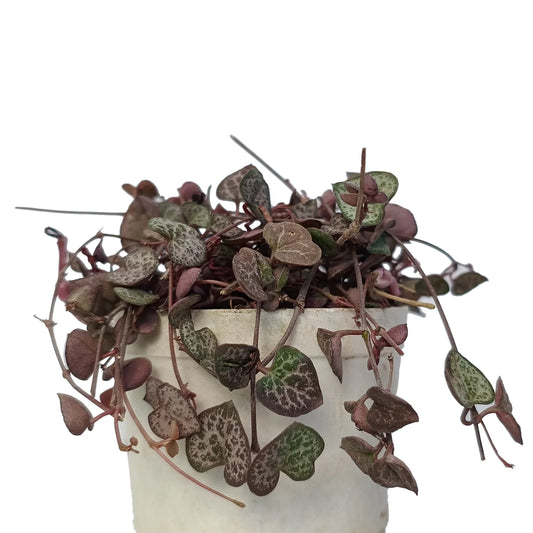String Of Hearts (Bare Rooted)