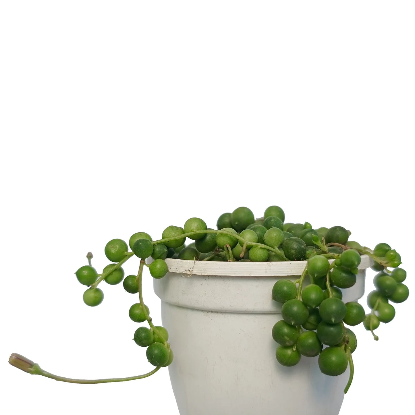 Senecio rowleyanus - String Of Pearls (Bare Rooted)