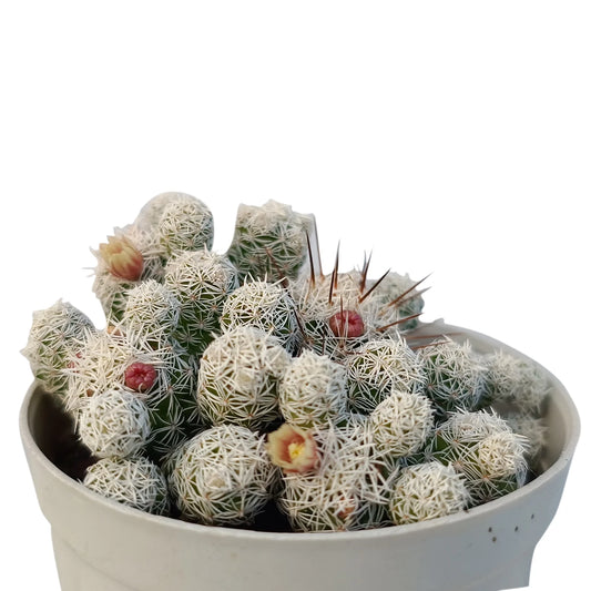 Thimble Cactus (Bare Rooted)