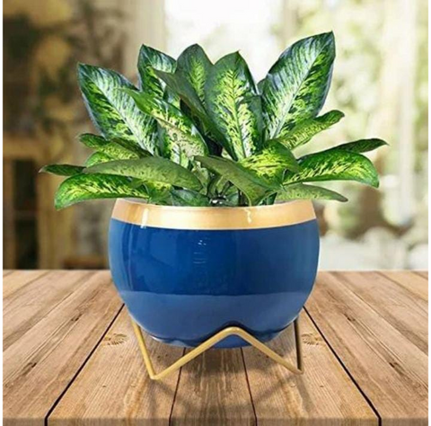 Golden border pot with stand A