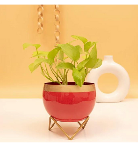 Golden border pot with stand C
