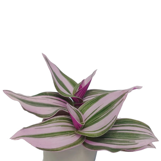 Tradescantia Nanouk - Wandering jew (Bare Rooted)