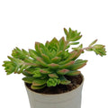 Yellow Green Sedum (Bare Rooted)