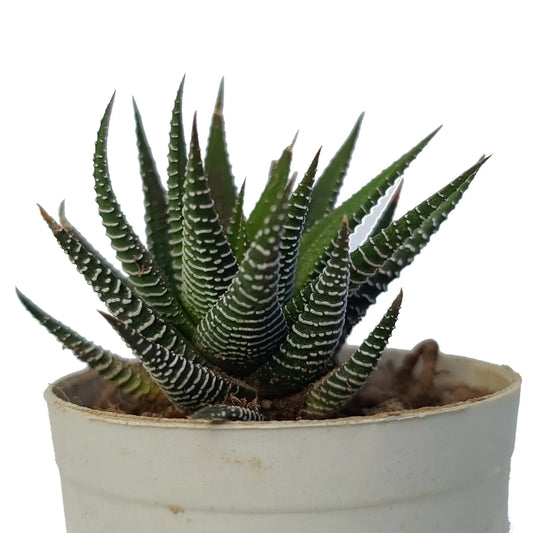 Zebra Haworthia (Bare Rooted)